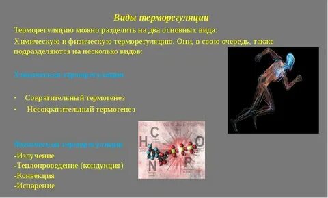 Терморегуляция виды