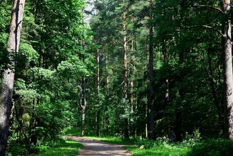 Ростовский лес