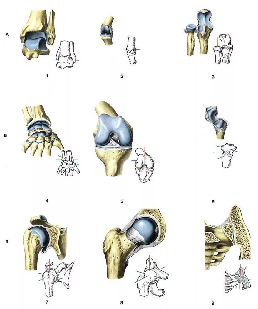 Соединения костей блоковидный сустав. Суставы человека по форме. Соединение костей классификация суставов. Суставы подвижные соединения одноосные.