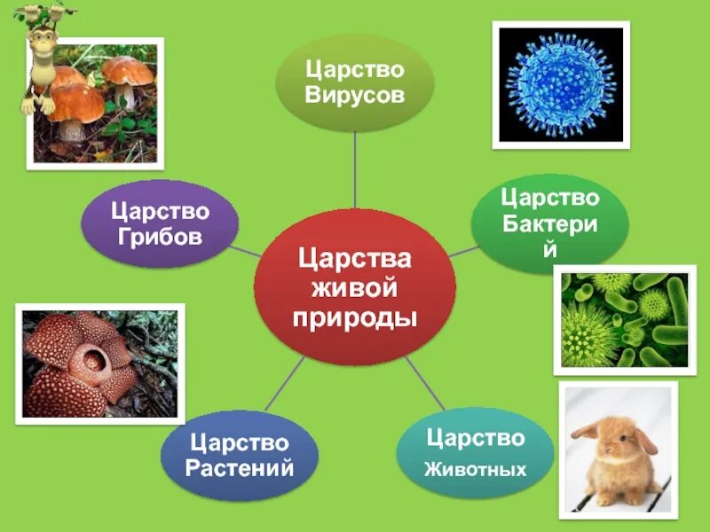 Самое простое строение у представителей царства. Царство растений животных грибов бактерий вирусов. Царство животных царство растений царство грибов царство бактерий. Бактерии грибы растения животные это царство. Царства живой природы 5 класс биология.