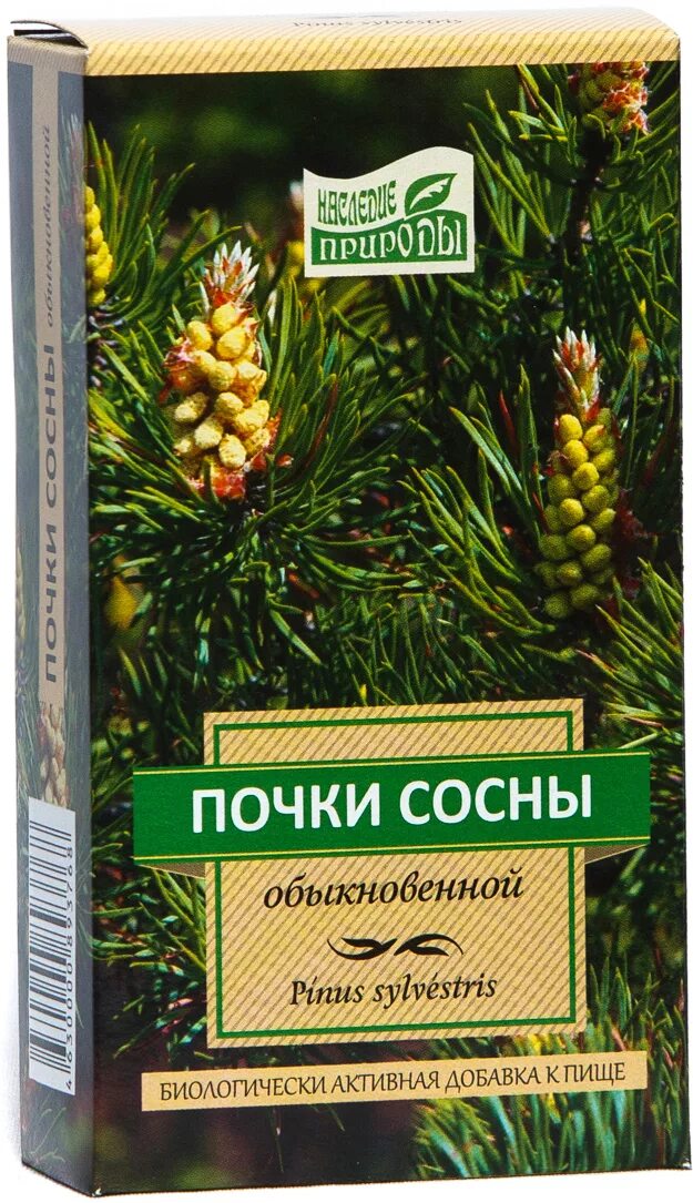 Почки сосны зимние. Почки сосны фармакогнозия. Почки сосны. Почки сосны отзывы. Сосновые почки препарат.