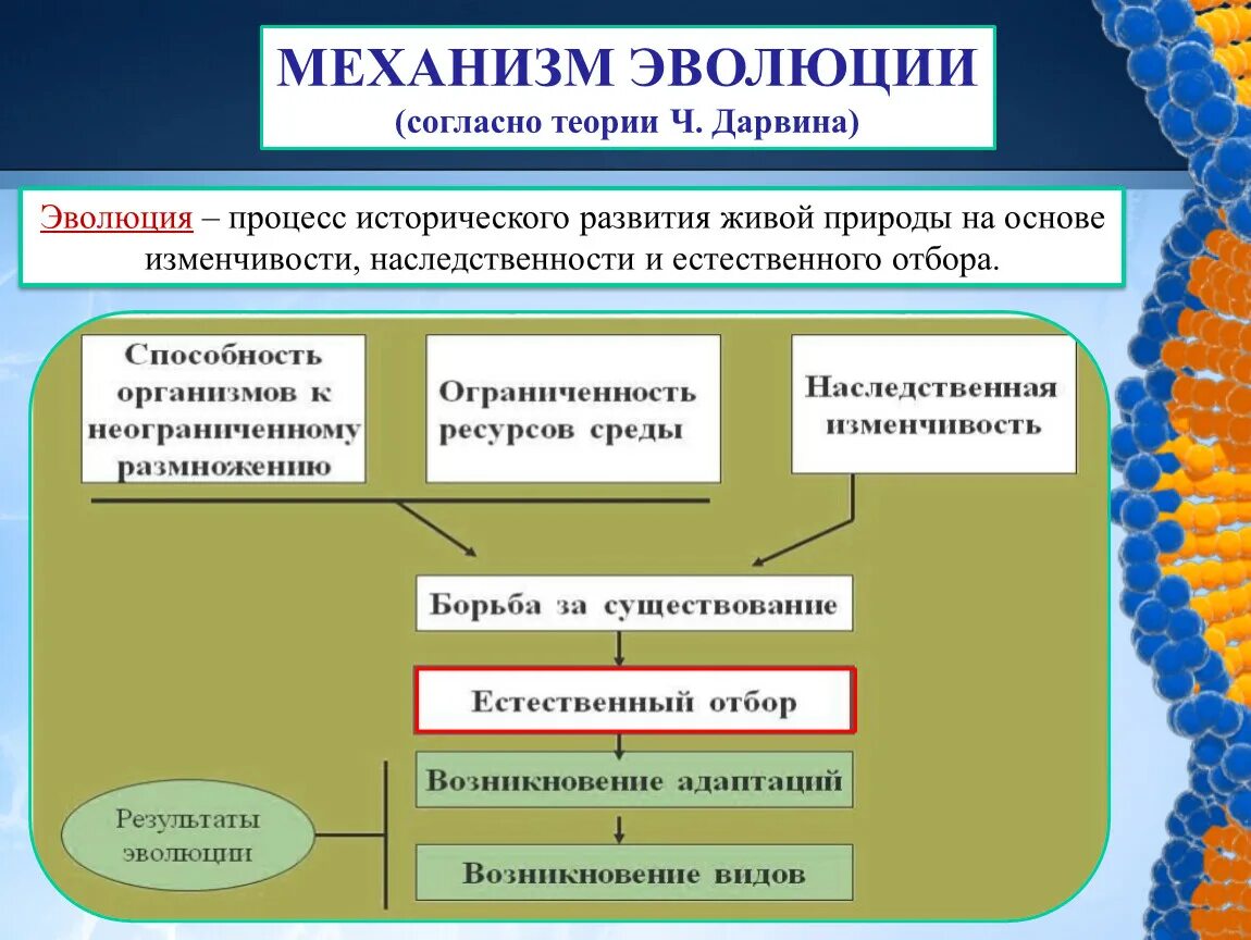 Что является органическими миром. Механизмы эволюционного процесса. Механизм эволюции по Дарвину. Механизмы биологической эволюции. Теория Дарвина схема.