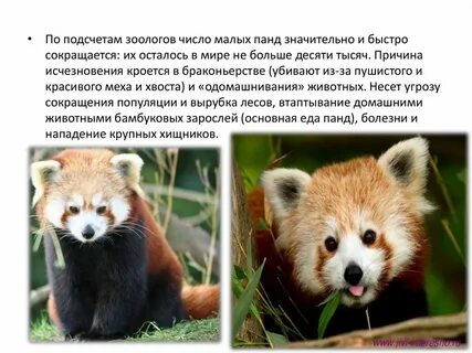 Красная панда краткое описание