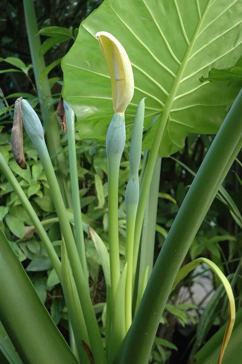 Alocasia macrorrhizos - Wikipedia