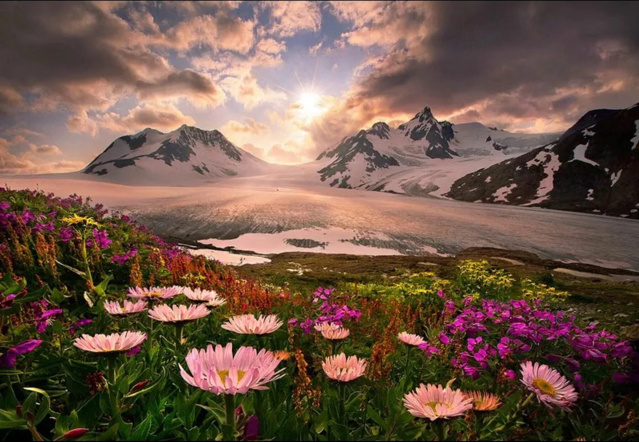 Чудесные картинки. Цветы в горах. Красота природы. Красивый пейзаж. Красивые пейзажи природы.