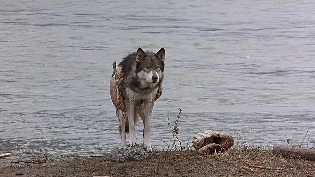 Белый клык фильм обложка. Белый клык фильм 1991. Белый клык 3 фильм. Клык йоргос лантимос 2009. Белый клык уидон скотт.