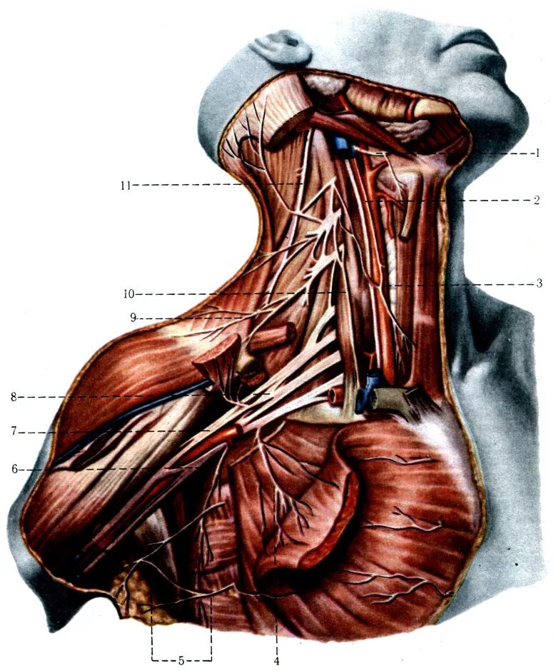 Шейное сплетение анатомия. Шейное сплетение нервы анатомия. Мышцы шеи плечевое сплетение. Диафрагмальный нерв на шее.