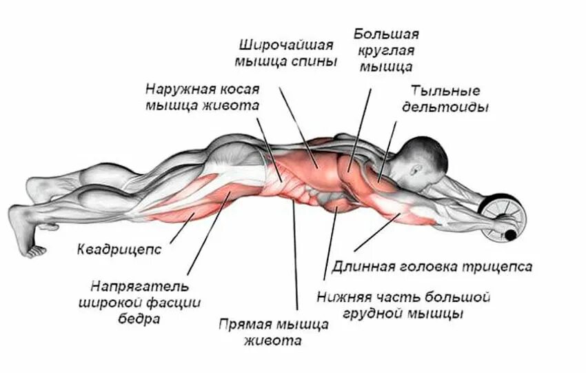 Какие тренировки для мышц. Какие мышцы задействованы при работе с роликом. гимнастический ролик какие мышцы. упражнения с гимнастическим роликом для мужчин. ролик для пресса какие мышцы задействованы.