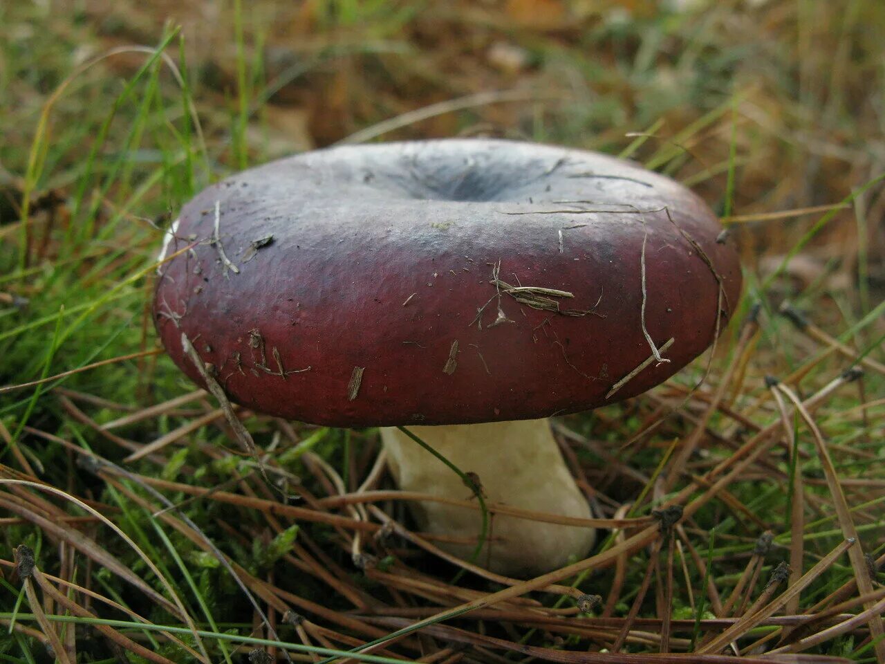 Сыроежка Гороховик. Сыроежка буреющая Russula xerampelina. Сыроежка валуевидная. Сыроежка Аметистовая.