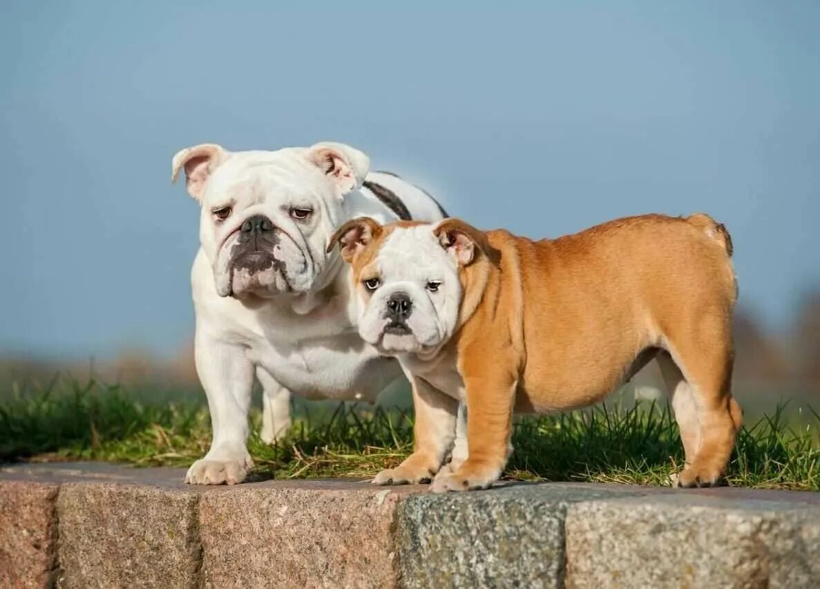 Собаки бульдоги щенки. Собаки бульдоги щенки. Ирландский бульдог. Ирландский бульдог. Порода собаки британский бульдог.