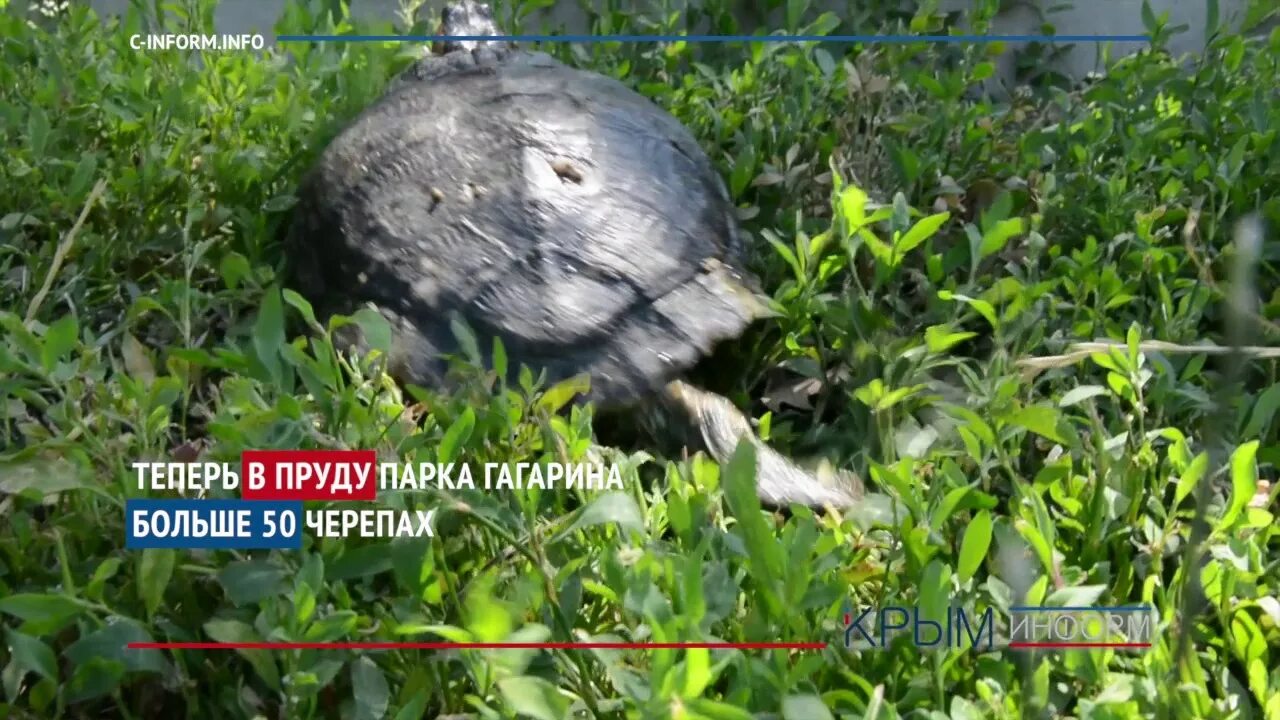 Черепахи в парке галицкого. Парк черепах. Черепаха в Подмосковье в пруду. Гагаринский парк черепахи. Черепаха в ведре.