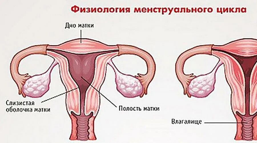 Почему во время месячных причины