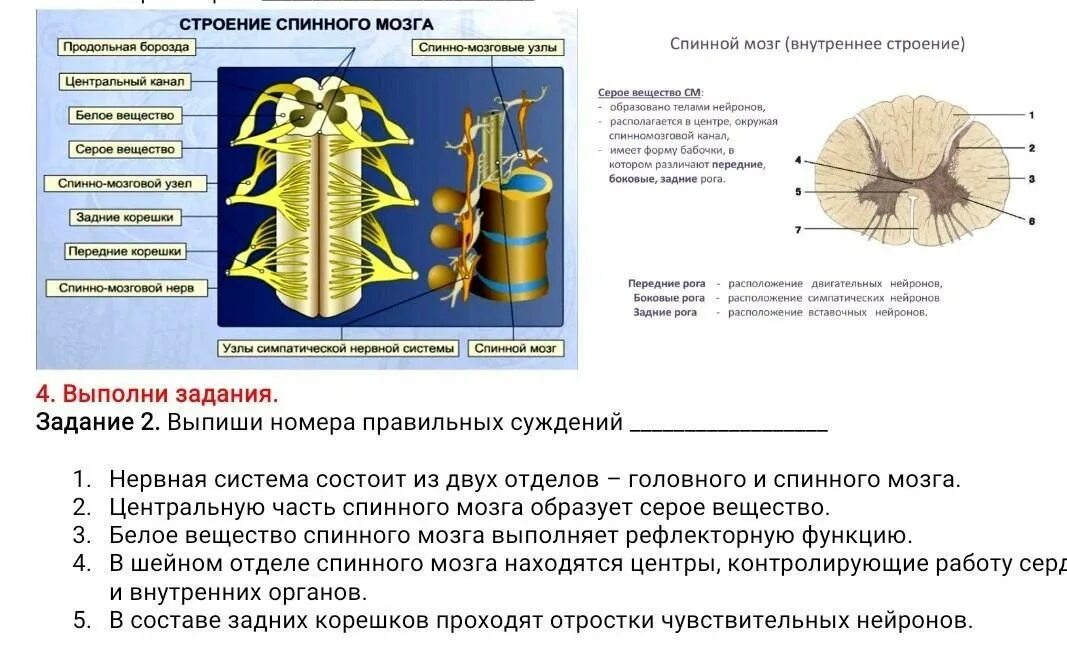 Центральный спинномозговой канал. Нервная система головной мозг спинной мозг нервы. Серое и белое вещество нервной системы. Центральная нервная система состоит из спинного и головного мозга. Серое вещество центральной нервной системы состоит из.