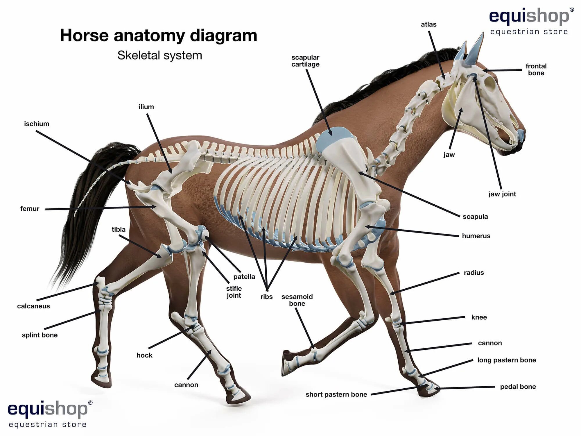 Horse перевести. Анатомия лошади Зеленевский. Осевой скелет лошади анатомия. Маклок у лошади скелет. Лошадь скелет и туловище.