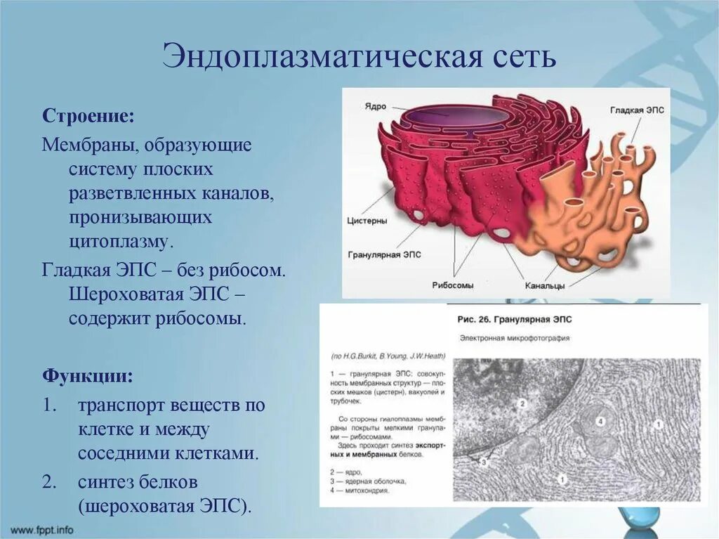 Эндоплазматическая сеть строение и функции. Гладкая эндоплазматическая сеть строение и функции. Функции гладкой и шероховатой эндоплазматической сети. Шероховатая эндоплазматическая сеть. Эндоплазматическая сеть гладкая и шероховатая.