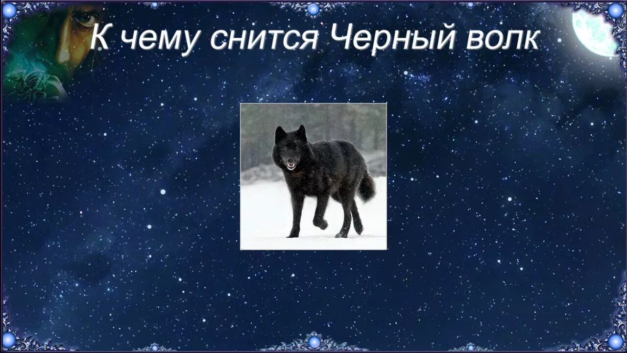 Сонник нападающий волк. К чему снятся волки. Волк во сне к чему. Волки снятся во сне. Сонник увидеть во сне волка.