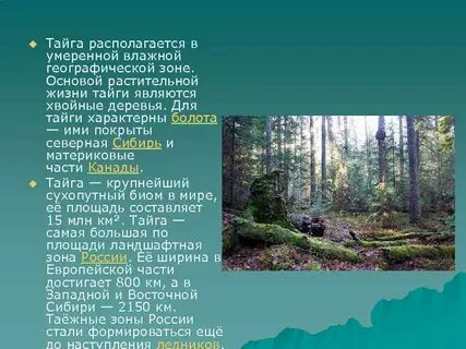 Рассказ о тайге 4 класс