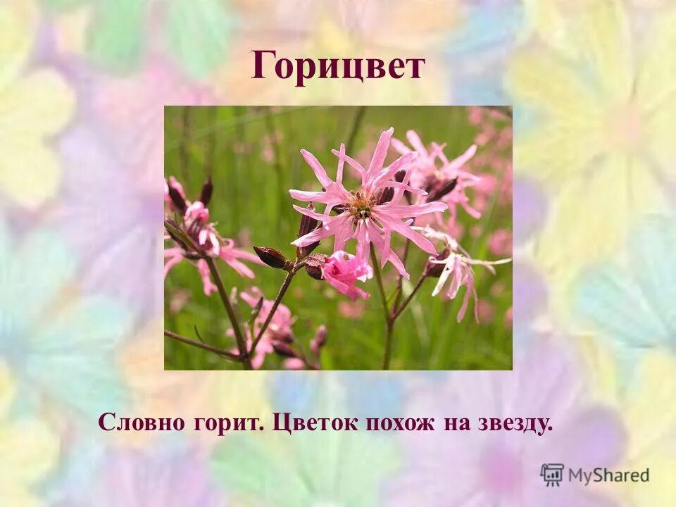 Почему растет растение. Разказ о венера башмачок. Почему цветковые. Растения недотрога информация. Шиповник почему так называется.