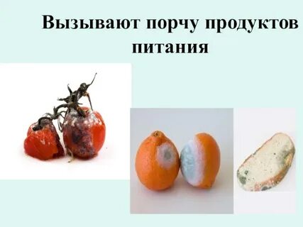 Бактерии порчи