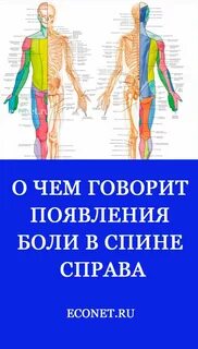 Районы спины