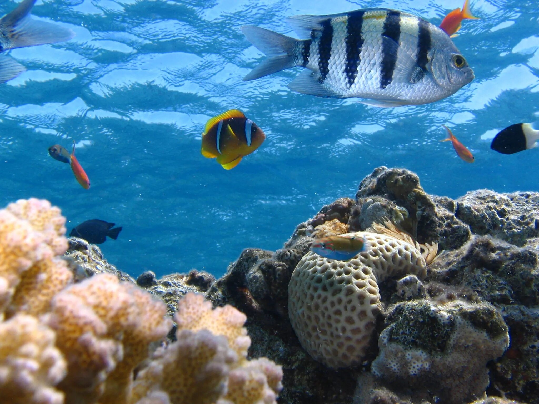 Океан рыбы риф. Коралловые рыбки. Рыбки в океане. Рыбы коралловых рифов.