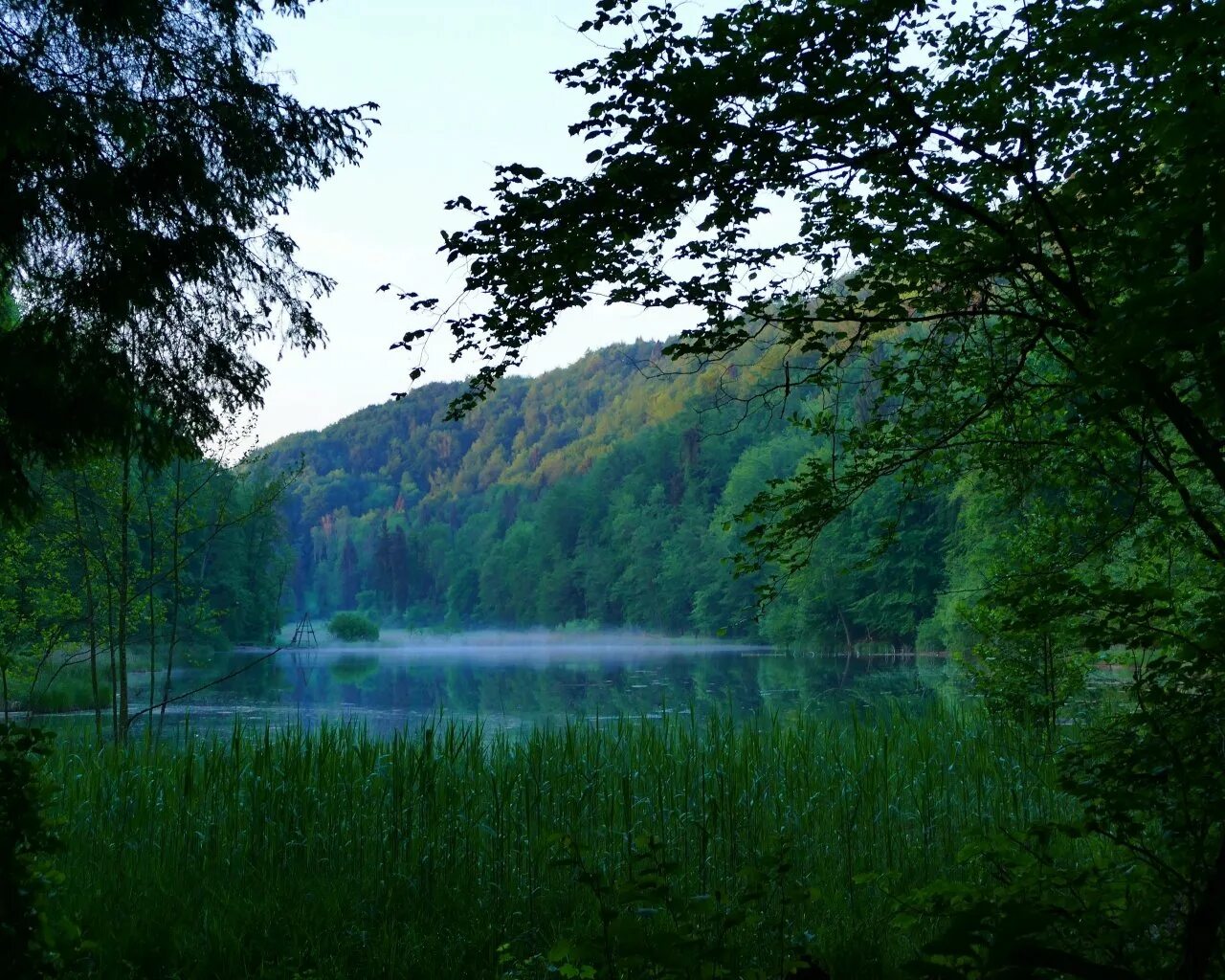 Луг юнец лес дождь. Хрюгский лес озеро. рид лейк озеро. заповедник фон. природа 4к.