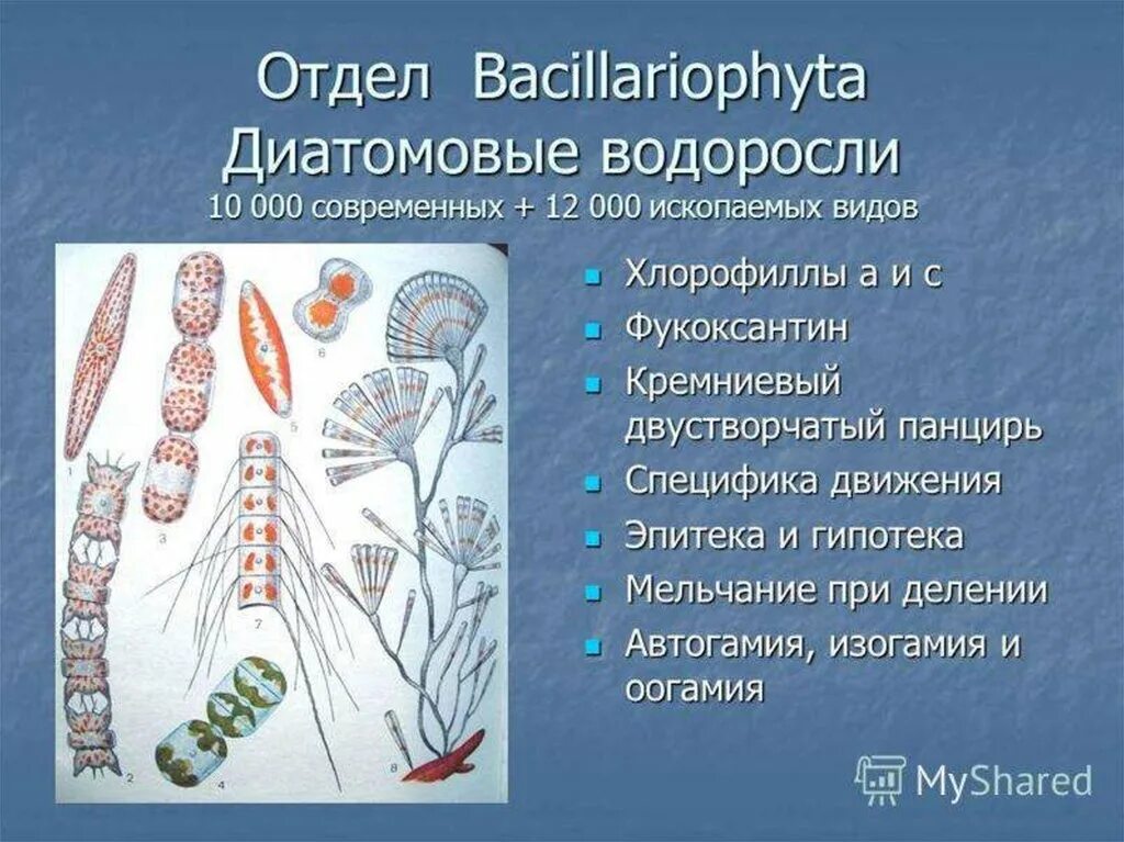 Отделы водорослей примеры. Отдел диатомовые водоросли. Отдел диатомовые водоросли (Bacillariophyta). Диатомовые водоросли представители. Диатомовые водоросли биология.