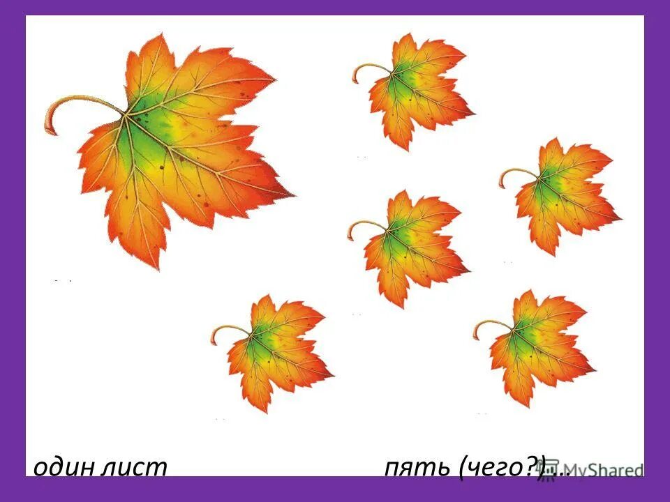 Веточка с листиками. Пять лист. Пять лист. Зеленые листочки. Клевер пятилистник.