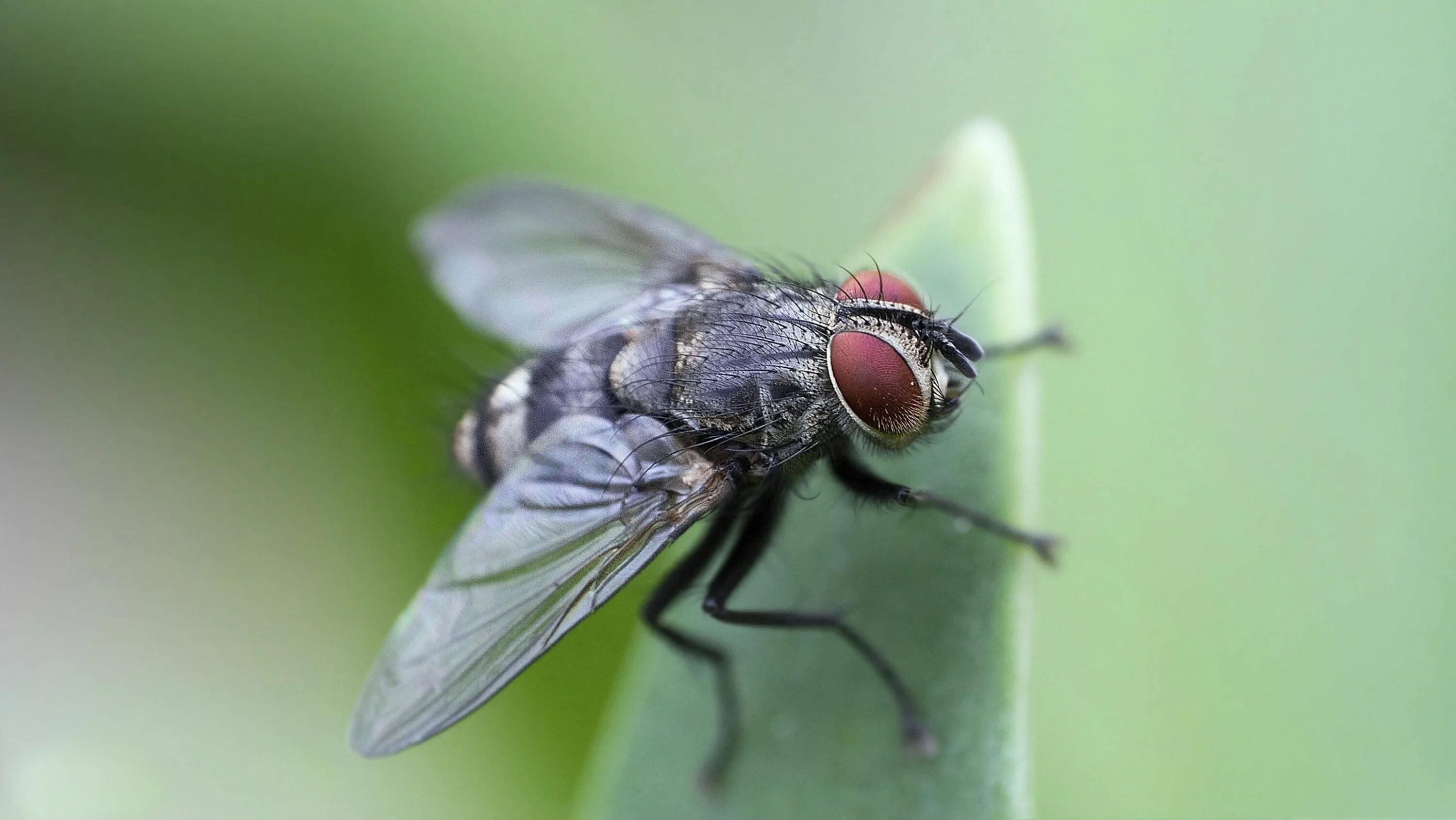 Diptera.info