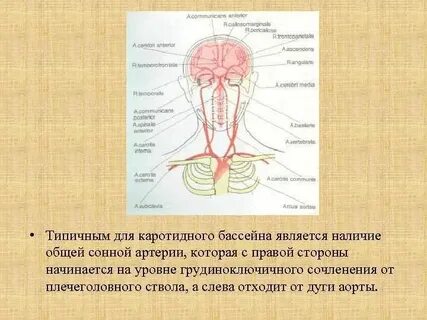 Каротидный бассейн