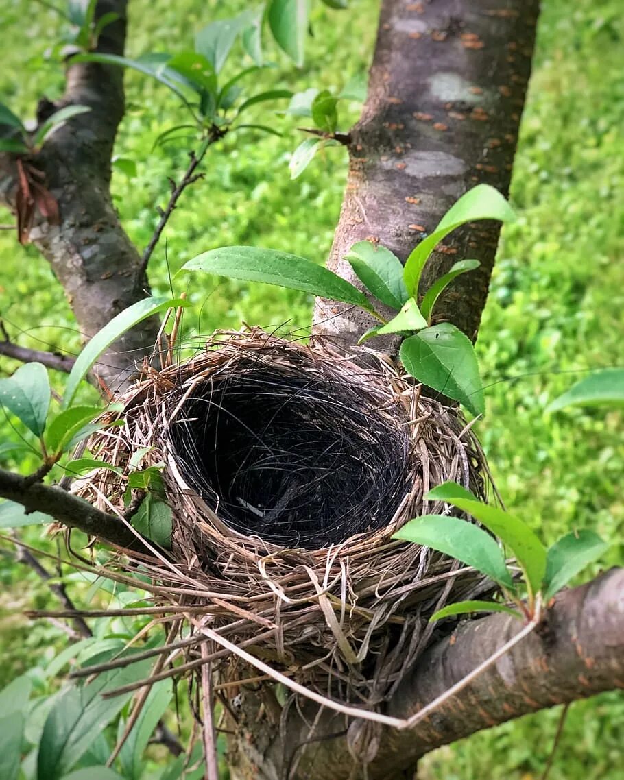 Plant nest. Гнездо гнездиться гнездовье гнездовой. Шалашник гнездо. Чашеобразное гнездо. Гнездо гнездо зарянки.