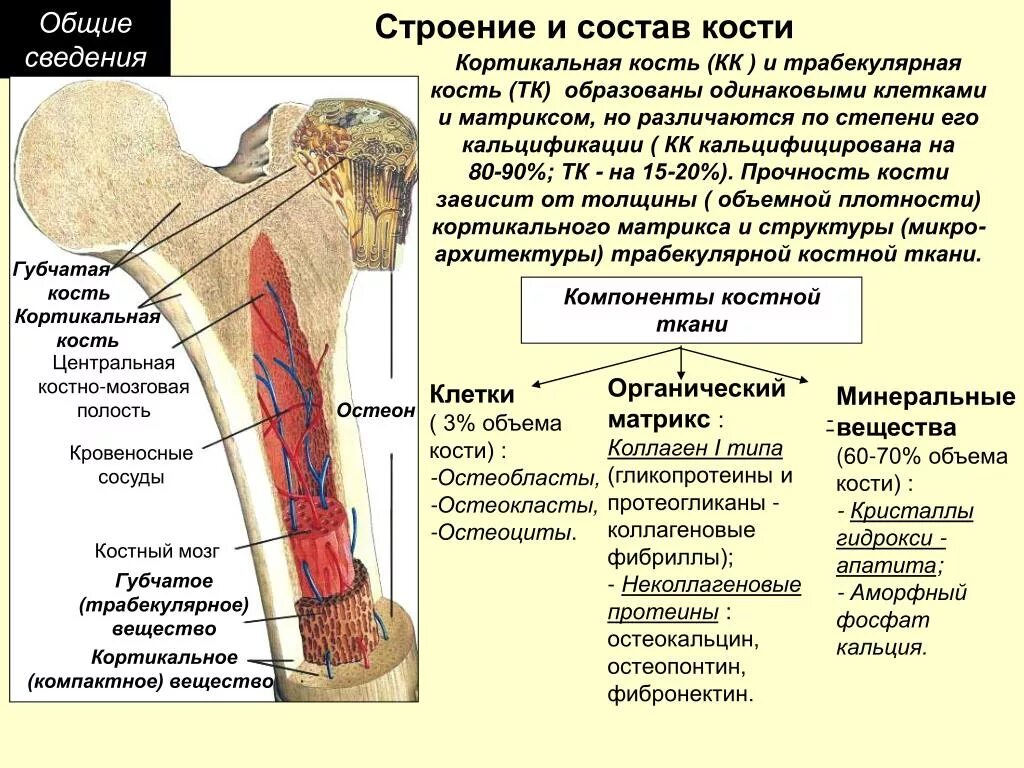 Функции мозга в костях. Губчатое вещество с красным костным мозгом. Бедренная кость красный костный мозг. Кортикальная и трабекулярная костная ткань. Красный костный мозг в бедренной кости.