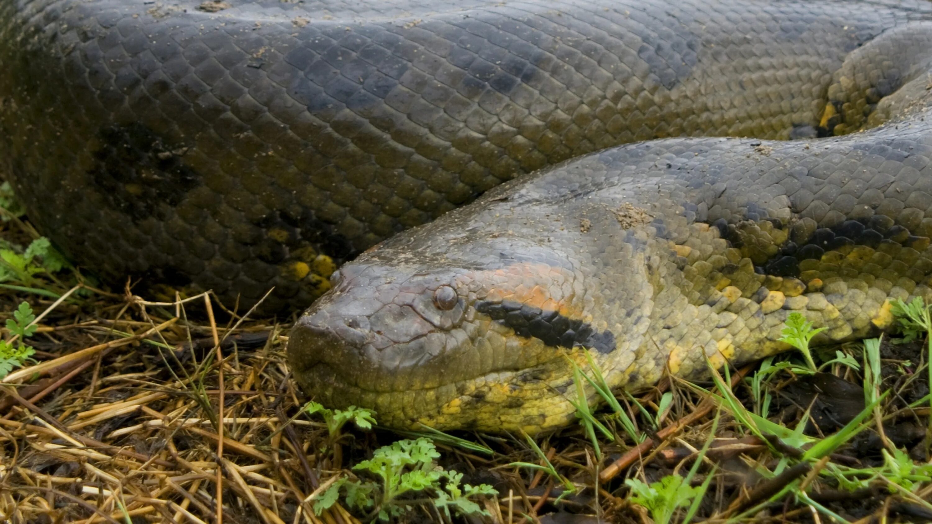 Анаконда змея. Водяной удав Анаконда. Анаконда (Green Anaconda). Анаконда Среднеазиатская.