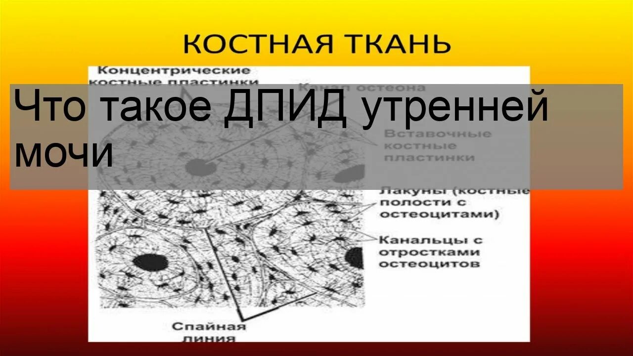 Дпид утренней мочи. ДПИД утренней мочи что это. ДПИД (дезоксипиридинолин. Дезоксипиридинолин в моче (ДПИД). Дезоксипиридинолин в моче норма.