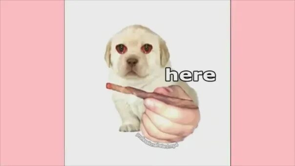 Мастерская Steam::DOG
