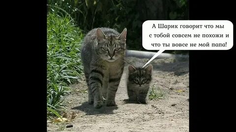 Видео до слез про кота