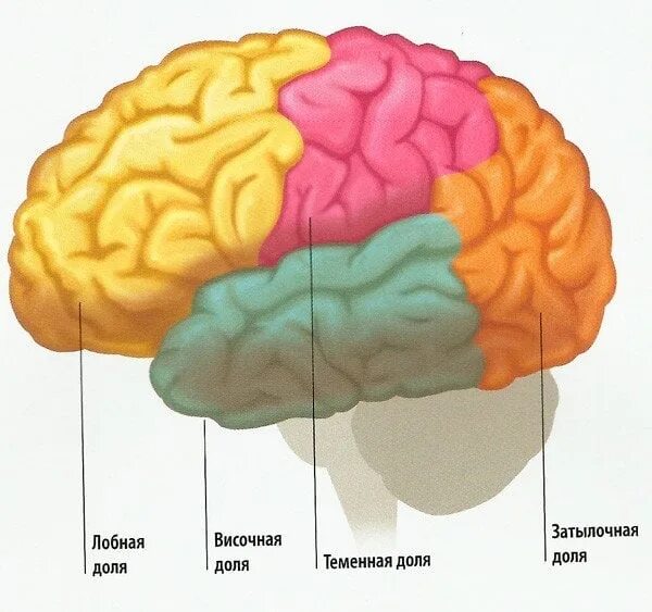Лобная теменная височная затылочная доли мозга. Доли головного мозга височная лобная.