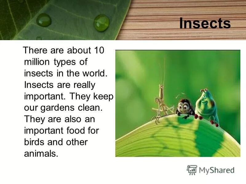 How many insects are there in the. How many insects are there in the. Insecto clcantasво стралии. Insecto gigantas насекомое. Ants body parts.
