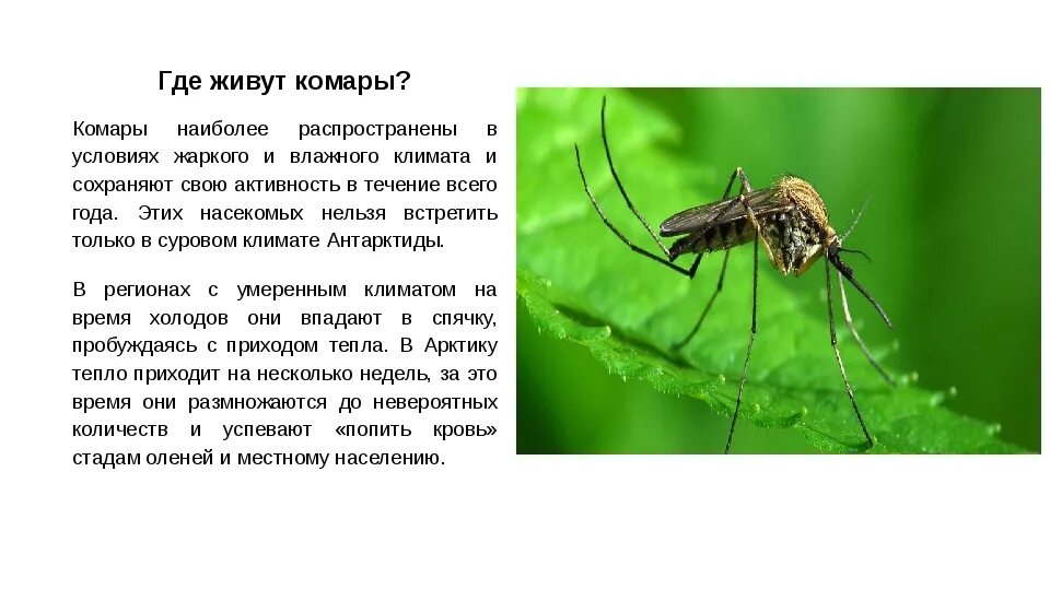 Где живут комары. Место обитания комара. Сколько живут комары. Образ жизни комара.