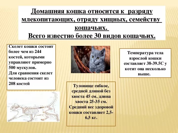 Проект кошки в жизни человека. Роль кошек. Роль кошки в жизни человека проект. Значение кошек в жизни человека. Играет роль кошки