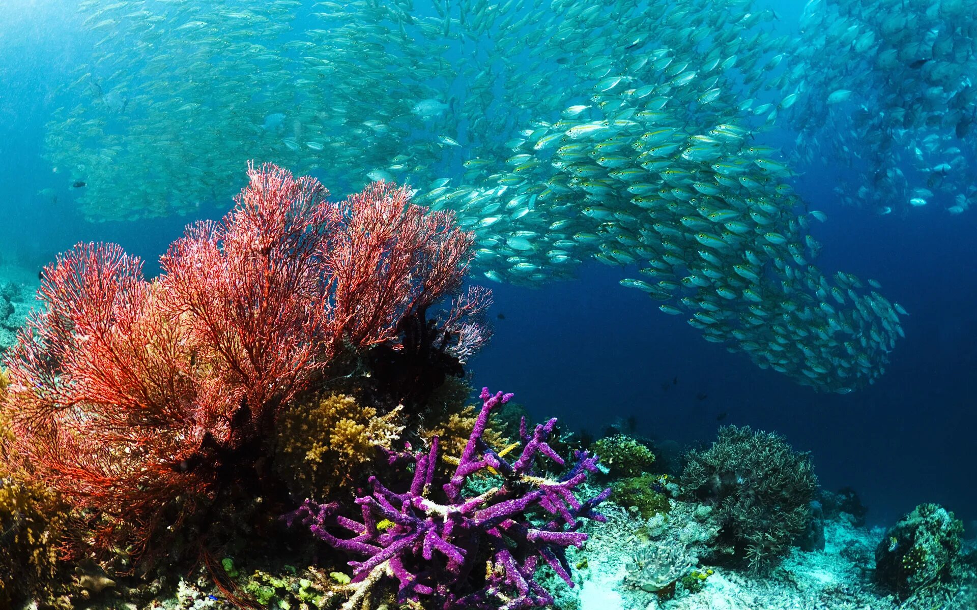 Underwater coral. Рифы рас Мухаммед. Рас Мохаммед коралловые рифы. Коралловые рифы Средиземного моря.