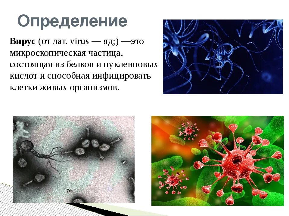 Вирусы 7 класс биология. Вирусы определение. Вирусы определение биология. Вирусология вирусы. Информация о вирусах.