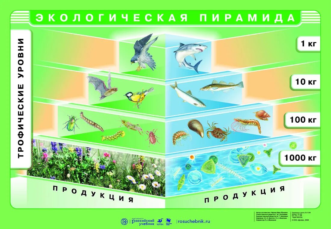 Консументы в аквариуме. Пирамида биомассы в экосистеме. Экологическая пирамида биомассы. Пирамида биомассы пищевой цепи. Цепи питания и экологические пирамиды.