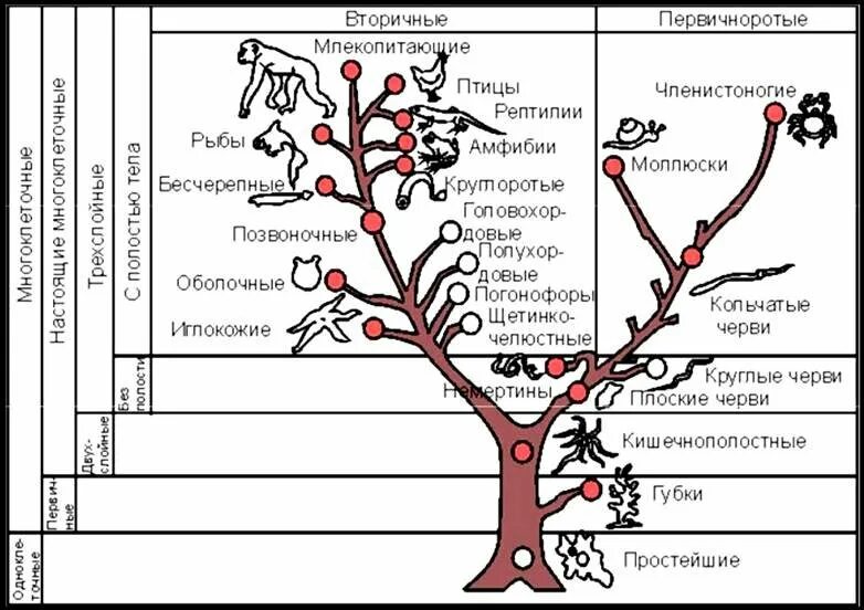 Как располагаются группы животных на родословном древе. Филогенетическое Древо животных. Филогенетическое Древо животных биология. Филогенетическое Древо Геккеля.