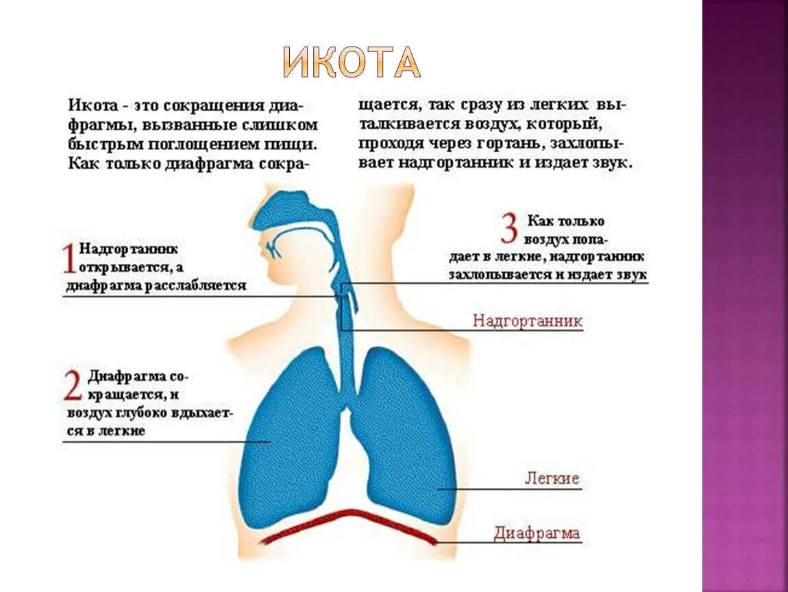 Облегчил почему и. Икота. Процесс чихания. Почему человек икает. Дыхательная система человека.