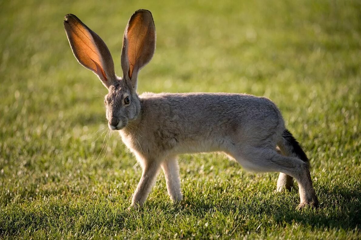 Hare&#039;s