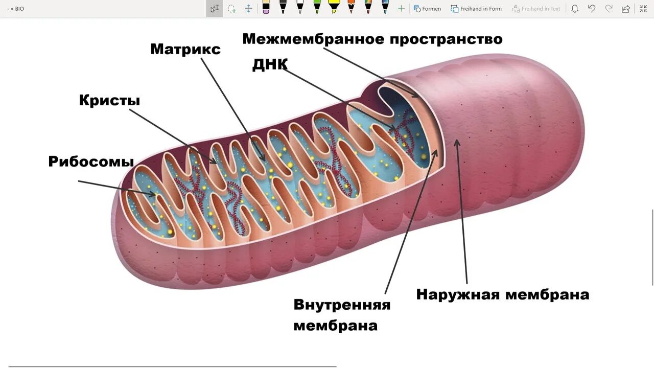 Строение внутренней мембраны митохондрии. Двухмембранные митохондрии. Строение Крист митохондрий. Внутренняя мембрана митохондрий. Кристы митохондрий функция.