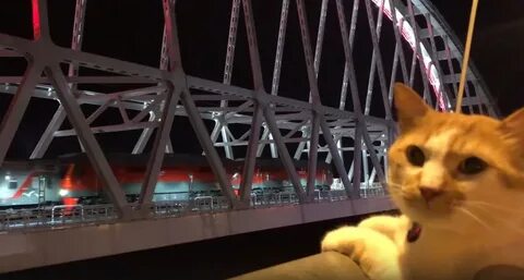 Cat most
