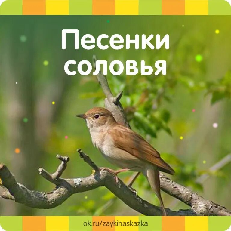 Как называется песня соловья. Соловей. день соловья. песенка соловья. соловьи песня.