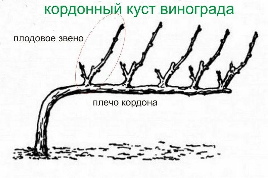Формирование виноградного куста. Правильная формировка куста винограда. формирование винограда весной. формировка кустов винограда. формировка куста винограда для начинающих.